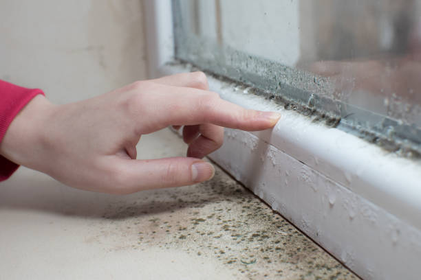 Best Mold Removal for HVAC Installations  in Ingalls Park, IL