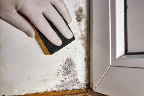 Trusted Ingalls Park, IL Mold Removal Experts